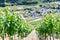 Vineyards in summer with the village of Rech in the background