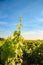 Vineyards in the sunlight