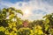 Vineyards in the sunlight