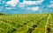 Vineyards sunny day with white ripe clusters of grapes. Italy Lake Garda.