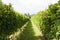 Vineyards sunny day with white ripe clusters of grapes. Italy Lake Garda.