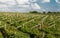 Vineyards sunny day with white ripe clusters of grapes. Italy Lake Garda.