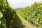 Vineyards sunny day with white ripe clusters of grapes. Italy Lake Garda.