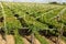 Vineyards sunny day with white ripe clusters of grapes. Italy Lake Garda.