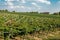 Vineyards sunny day with white ripe clusters of grapes. Italy Lake Garda.