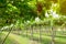 vineyards at sunrise