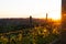 Vineyards at sunrise