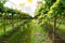 vineyards at sunrise