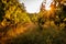 Vineyards at sunrise on a summer day