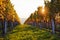 Vineyards at sunset, autumn colors