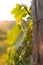 Vineyards at Sunset in Autumn Harvest. Landscape with Organic Grape on Vine Branches.