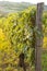 Vineyards at Sunset in Autumn Harvest. Landscape with Organic Grapes on Vine Branches.