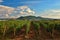 Vineyards at sunset in autumn harvest. Ripe grapes.Wine Region, Southern Moravia - Czech Republic. Vineyard under Palava.