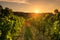 Vineyards at sunset, Czech republic