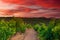 Vineyards at sunset. Spain, Rioja. Tourism and winemaking in Spain.