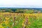 Vineyards surrounding castle Riegersburg, Styria, Austria