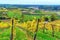 Vineyards surrounding castle Riegersburg, Styria, Austria