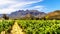 Vineyards and surrounding mountains in spring in the Boland Wine Region of the Western Cape