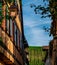 The vineyards surrounding the town of Riquewhir, in Alsace, France, can be seen from its streets