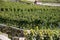 vineyards in switzerland, vineyards in autumn, grape harvest, grape hills, green grapes, grapes for wine