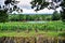 Vineyards and Tennis Courts at a Resort in Wales, U.K.