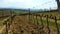 Vineyards of Toscana