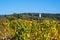 Vineyards and the tower of the ruins of Scharfenstein Castle