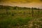 Vineyards in Tuscany, Montepulciano