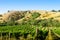 Vineyards under the hill