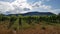 Vineyards under palatinate mountailns