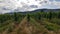 Vineyards under palatinate mountailns