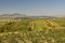 Vineyards under Palava. Czech Republic - South Moravian Region wine region.