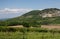 Vineyards under the Palava hill in the Czech Republic