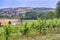 Vineyards in Val Tidone Piacenza, Italy