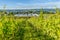 Vineyards and vegetable fields on Reichenau Island, Lake Constance, Germany