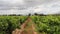 The vineyards at Vergenoegd winery in South Africa
