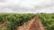 The vineyards at Vergenoegd winery in South Africa