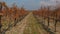 Vineyards. View of the rows of vines. Beautiful colorful autumn landscape.