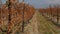 Vineyards. View of the rows of vines. Beautiful colorful autumn landscape.