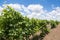 Vineyards, vine, green grapes ripen, beautiful clouds in the blue sky