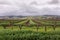 Vineyards, vine rows for wine production at spring time. It is about to rain, foggy and cloudy landscape. Hills and misty fields