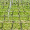 Vineyards in the Wachau region