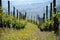 Vineyards waiting for harvest