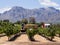 Vineyards in Western Cape, close to Franschhoek, South Africa