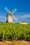 vineyards with windmill near ChÃ©nas, Beaujolais, Burgundy, Franc