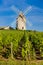 vineyards with windmill near ChÃ©nas, Beaujolais, Burgundy, Franc