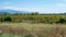 Vineyards of wine area of Georgia Kakheti, Telavi wineyards, Caucasus