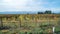 Vineyards of wine area of Georgia Kakheti, Telavi wineyards, Caucasus