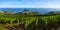 Vineyards and wine production with the Cantabrian sea in the background