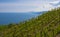 Vineyards, wine production (txakoli) Getaria.